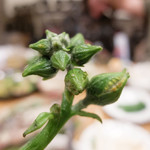 クァクンティム - 