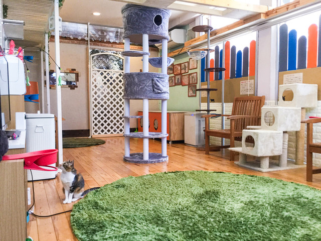 猫カフェにゃんころ 猫カフェnyankoro 新静岡 カフェ 喫茶 その他 食べログ 猫カフェにゃんころ 猫カフェnyankoro 新静岡 カフェ 喫茶 その他 食べログ