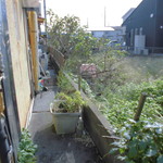 北珍 - お店の三毛猫