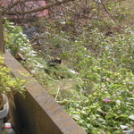 北珍 - お店の三毛猫