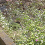 北珍 - お店の三毛猫