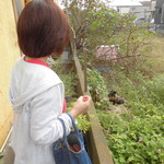 北珍 - お店の三毛猫