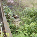 北珍 - お店の三毛猫