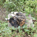 北珍 - お店の三毛猫