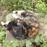 北珍 - お店の三毛猫