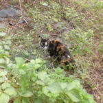 北珍 - お店の三毛猫（やや栄養不足気味）