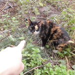 北珍 - お店の三毛猫（やや栄養不足気味）