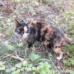 北珍 - お店の三毛猫（やや栄養不足気味）