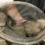 いちえんそう - 