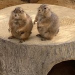 足羽山デッキ - 