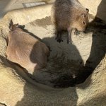 足羽山デッキ - 