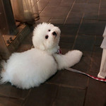 エビスエスクラッシコ - あと５日で生まれて半年〜