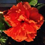 焼肉レストラン ROINS - 