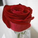 アーリア ディ タクボ - テーブルの薔薇