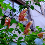 かりい乃 - こんな食虫植物でさえも情緒的にみせてしまう浅草という街