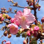 Ayatori - ちょっとだけ咲いてた河津桜