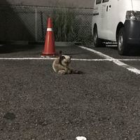 しら河 浄心本店 - 