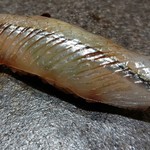 寿し おおはた - 