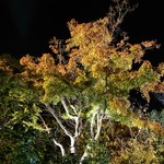 洋食 つばき - お庭はほんのり紅葉