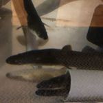 八べえ - 利根川の天然鰻