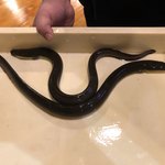 八べえ - 利根川の天然うなぎ