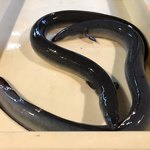 八べえ - 無加温うなぎ 忠平ver