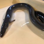 八べえ - 無加温うなぎ 忠平ver