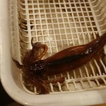 恵比寿 魚一商店 - いけすの活イカ