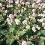 ラーメン二郎 - ヒメツルソバ