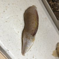 すし岩瀬 - 