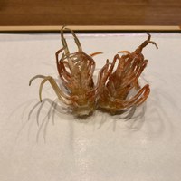 天婦羅 みやしろ - 車海老 頭