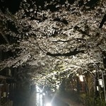 りょうりや 御旅屋 - 高瀬川 桜  (秋なのに・・・・(笑))