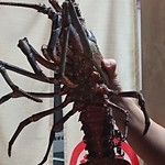 明道町中国菜 一星 - 