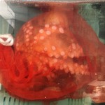 Uramasazushi - 水槽の中の蛸　up‼️笑笑