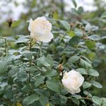 RuzeVilla - 遅咲きのバラ