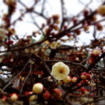 プチ ベア - おまけ：北野の梅