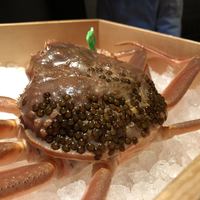 麻布 kumasan - 松葉蟹。