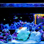 秋葉原最大級アクアリウム 雫