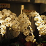 オオクサ - 胡蝶蘭いっぱい