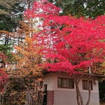 Ebisushoutensumikawaten - 紅桜公園