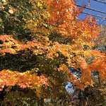 あしぇっと八ヶ岳 - 近くの紅葉