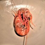 カセント - ボタン海老