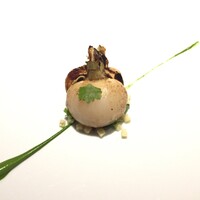 レフェルヴェソンス - 