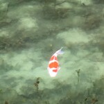 胡蝶庵 仙波 - ハートの鯉が姿を現してくれました*\(^o^)/*彼女が出来るかも、、、(笑)