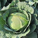 社龍 - 渥美半島の甘くておいしいキャベツエを使用！