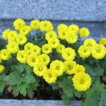 ラーメン二郎 - 菊の仲間