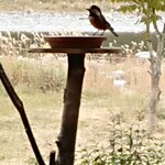 くつきそば 永昌庵 - 