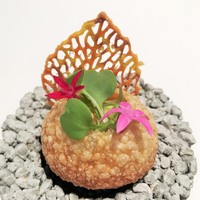 エディション・コウジ シモムラ - ピンクの星の形をしたペンタスの花が可愛く