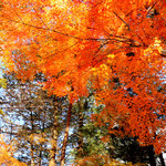 Kyukaruizawa Cafe Suzunone