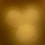 金国 - いやーん。魅惑の小龍包。京橋っぽく撮ってみた。